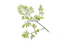 白,植物,陽光