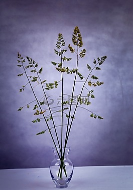 綠色,花瓶,植物
