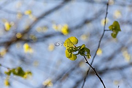 性質(zhì),天空,葉子
