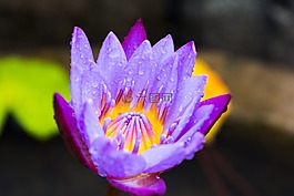 花,蓮花,自然