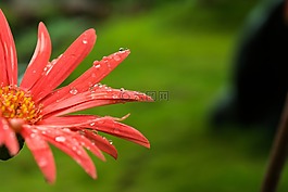 花,特寫,水滴花