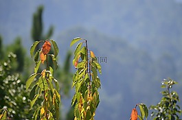 加利西亞,太陽,dacova