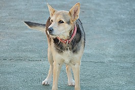 狗,動物,寵物