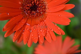 花,特寫,水滴花