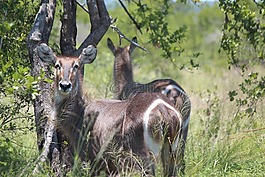 巴克,野生動物,動物
