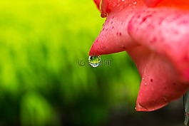 花,特寫,水滴花