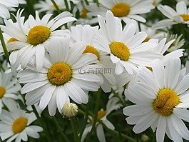 性質(zhì),花,夏季