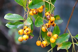 黃色漿果,葉子,對沖