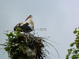 鹳,鸟巢,storchennest