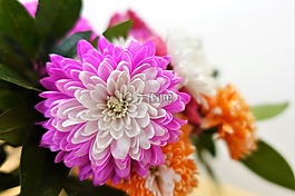 花,性質,植物