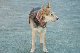狗,動物,寵物