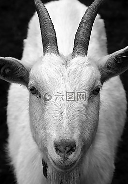 山羊,比利山羊,角