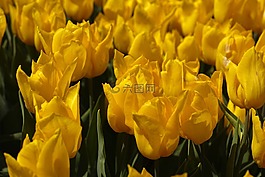 黃色,郁金香,花卉