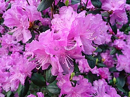 春,盛開,花