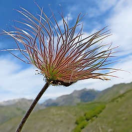 花,植物區(qū)系,性質(zhì)
