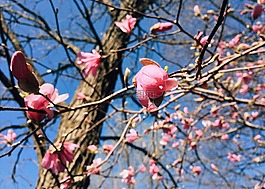 春,盛開,花