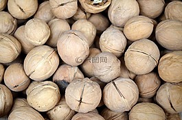 食品,季節(jié),核桃