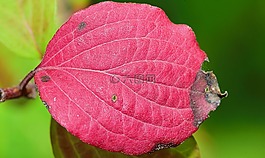 性質(zhì),葉,紅葉