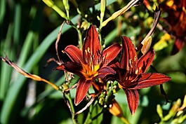 百合花,紅色,黑