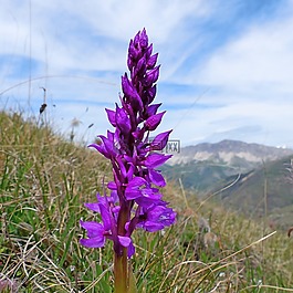 花,植物區(qū)系,野花