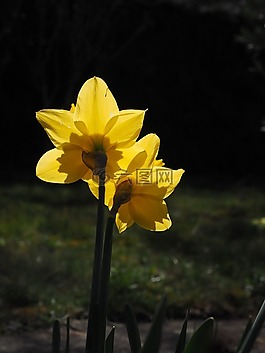 黃水仙,鮮花,黃色
