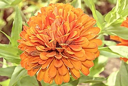 嬌琴紗,大麗花花園,開花