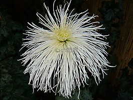 菊花,花,開花