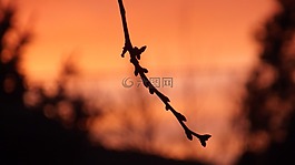 分支機(jī)構(gòu),日落,天空
