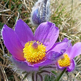 鮮花,性質(zhì),宏