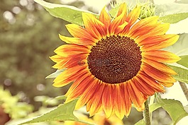 太陽花,mehrfahrbig,開花