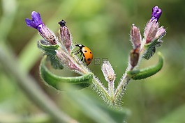 瓢蟲,bug,花卉