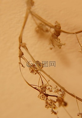 枯樹(shù),干葉,壁紙