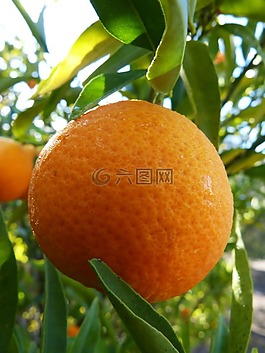 橘,普通話,檸檬酸