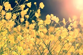 花,夏天,春
