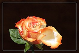 玫瑰,豐花,玫瑰綻放