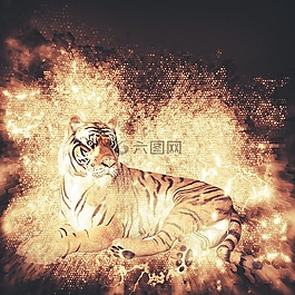 虎,動(dòng)物,自然