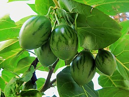 水果,條紋,多汁
