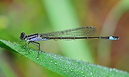 性質(zhì),蜻蜓,美