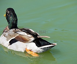鴨,鳥,水