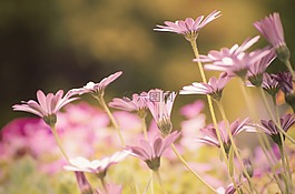 花,夏天,春