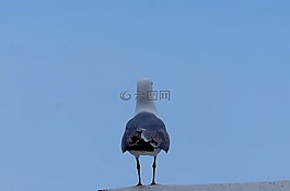 海鷗,鷗,鳥