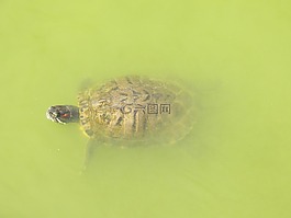 龜,水,動(dòng)物