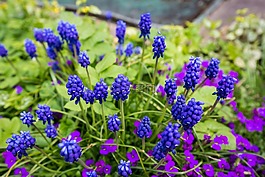 muscari,花,觀賞植物