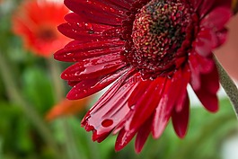 花,特寫,水滴花