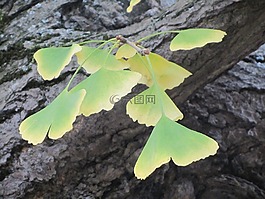 秋季,植物園,銀杏葉