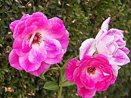 鮮花,玫瑰,粉色玫瑰