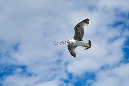 海鷗,鳥,動物