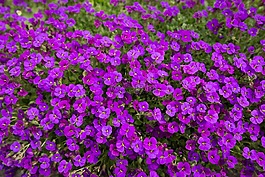 紫羅蘭色,鮮花,性質(zhì)