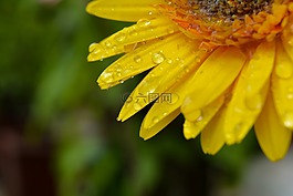 花,特寫,水滴花