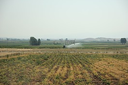 字段,澆水,綠色